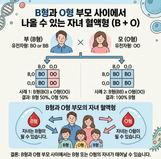 B형과-O형-부모-사이에서-태어나는-자녀의-혈액형