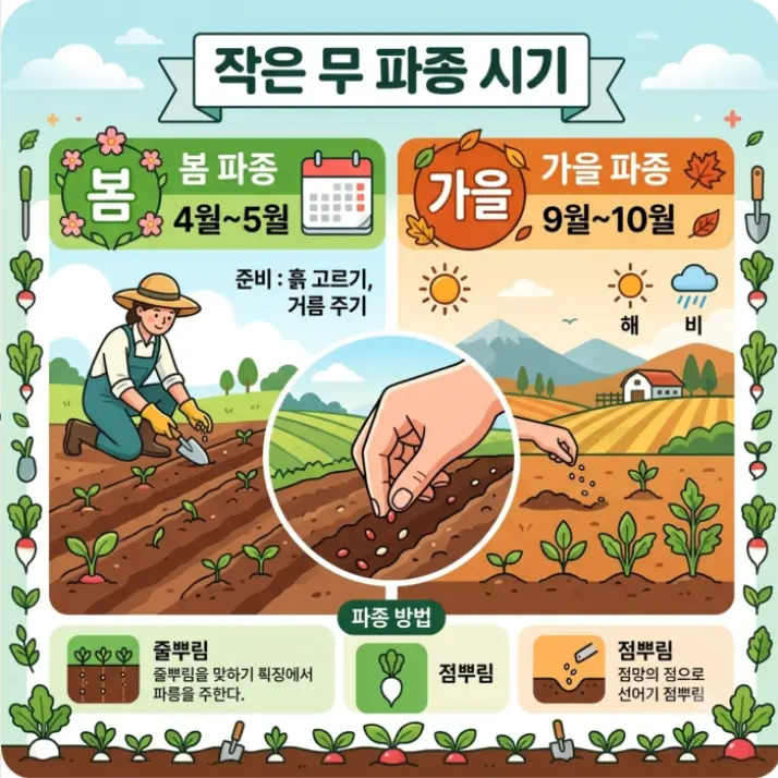알타리무-파종시기