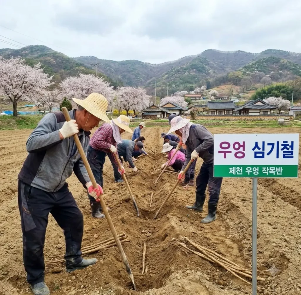 우엉-파종시기